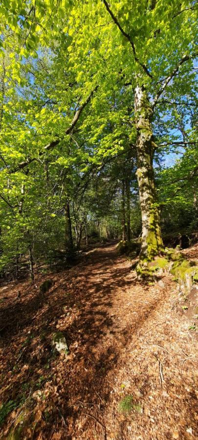 Gite Des 3 Jonquilles Saint-Maurice-sur-Moselle Exterior foto